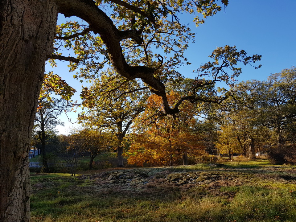 Ekmiljö vid Mölna. Foto Lidingö stad