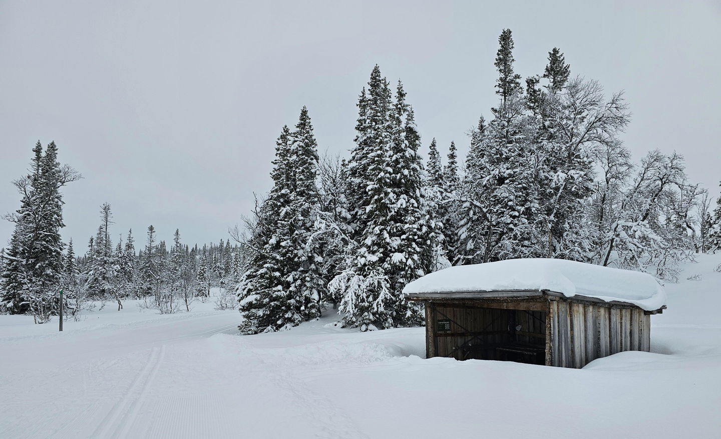 Vindskydd i framför snöiga granar med ett passerande skidspår brevid  