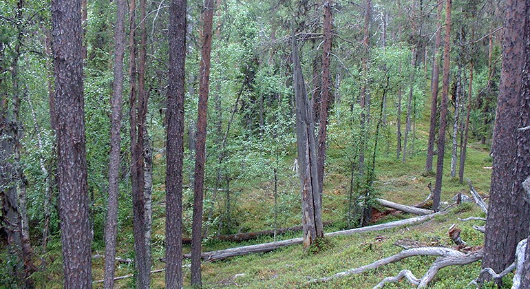 Kursuniskanmaa.
