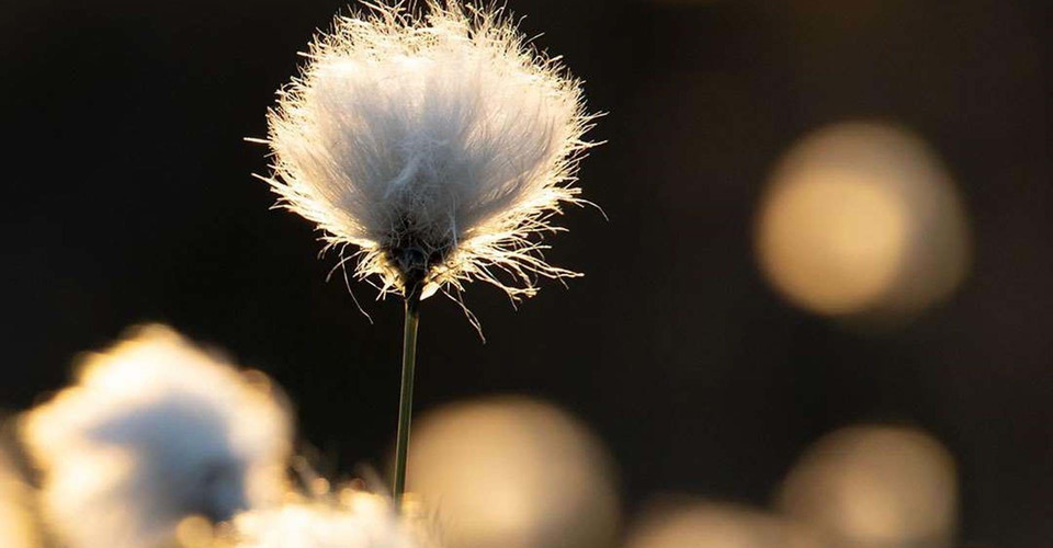 Tuvull,
Kärnskogsmossen.
Motala.