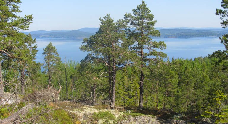 Grannässkogens naturreservat.