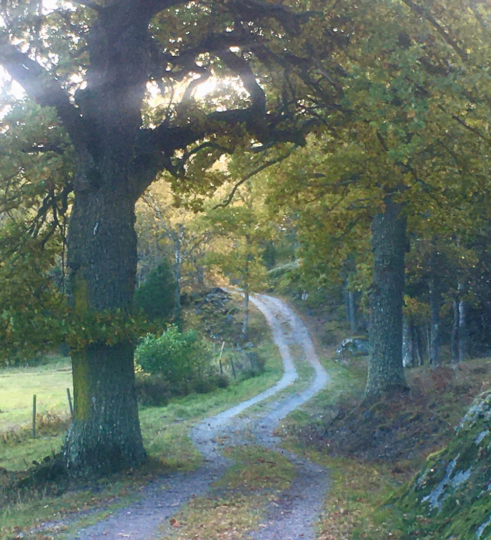 Eriksö bjuder på vackra promenadstråk.