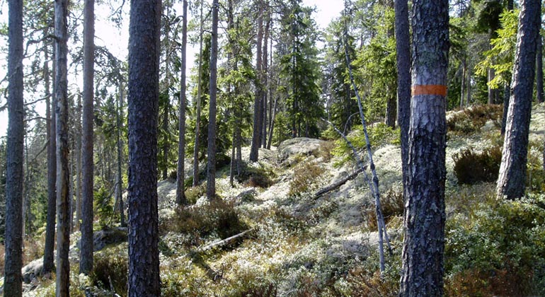 Jämmerdalen.