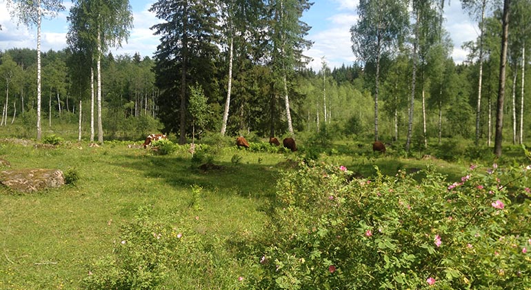 Kor på bete i Brunstorpskärret.