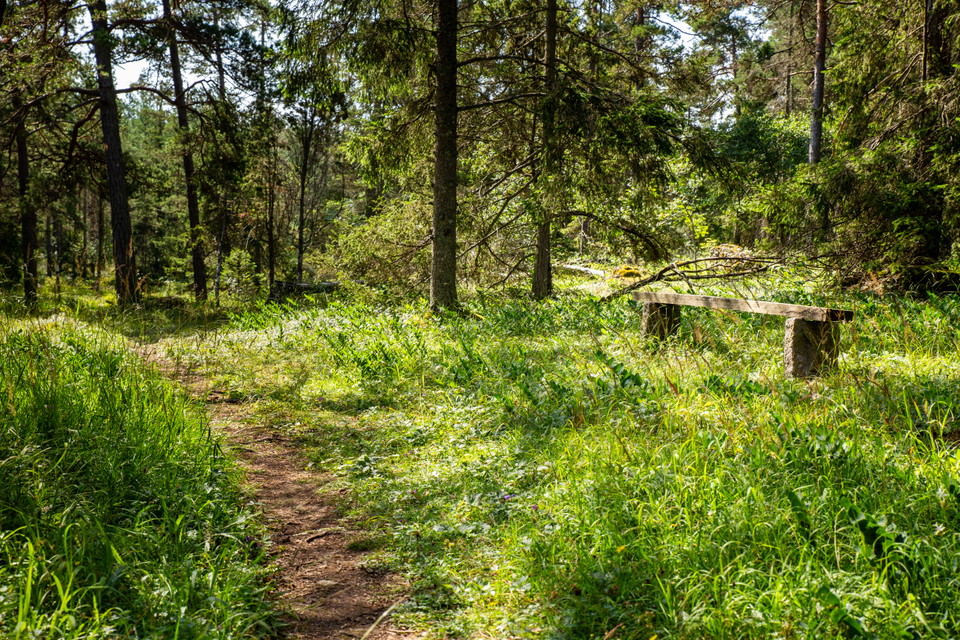 Bänk i skogsmiljö, mindre skogsstig