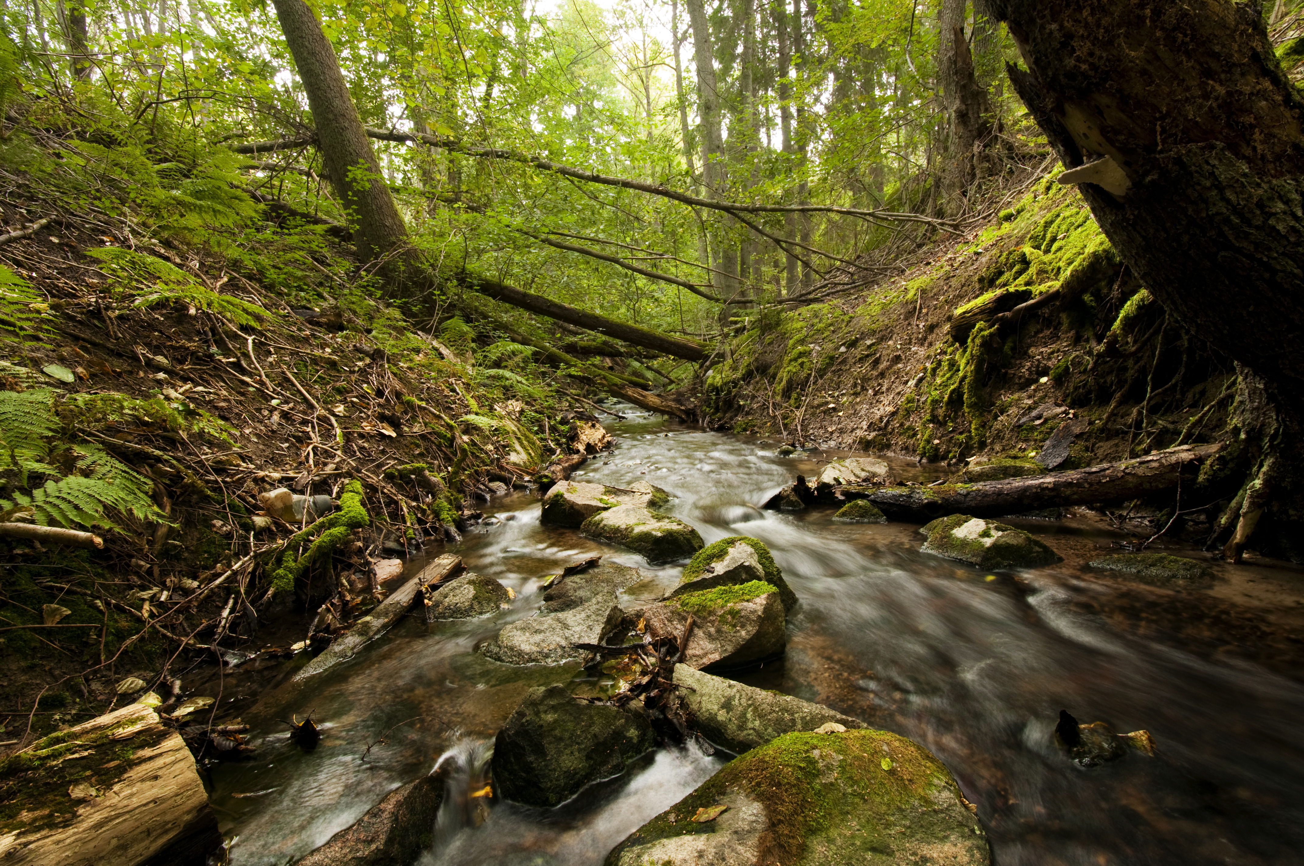 Bäckravinen mellan Flatensjön och Drevviken.