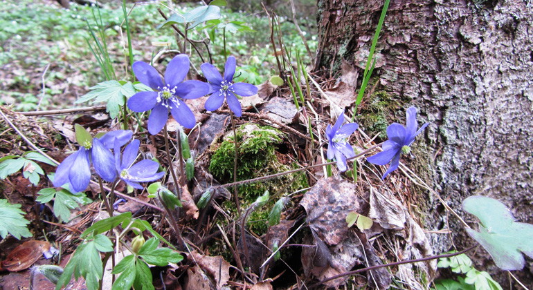 Blåsippor trivs på kalkrika Långnäsudden.