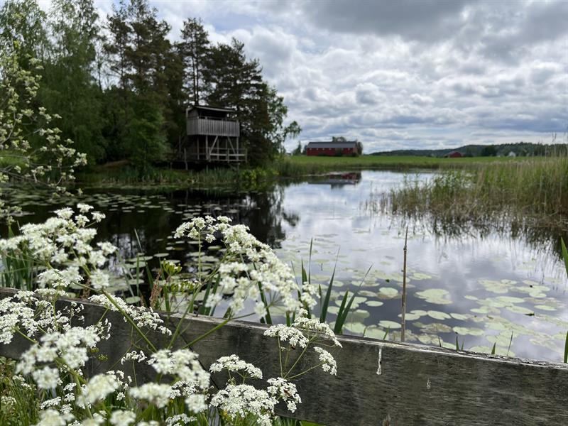 Fugletårn i Gjølsjøen