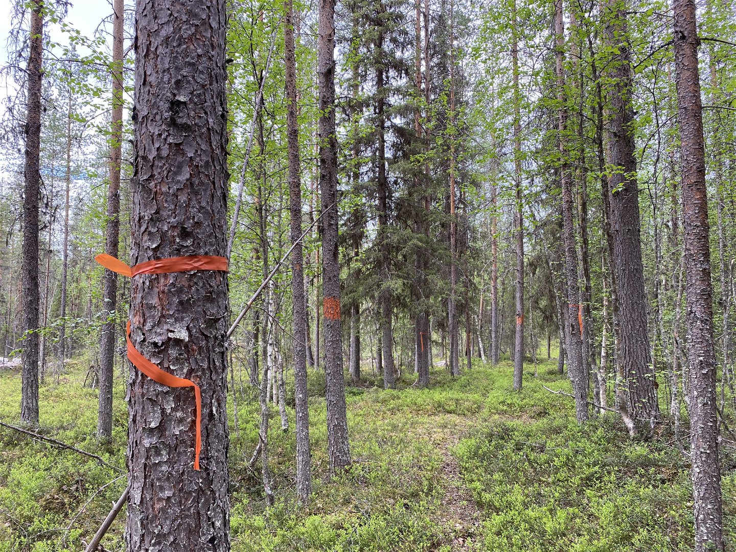 Orange color/marks on the trees showing where the trail is