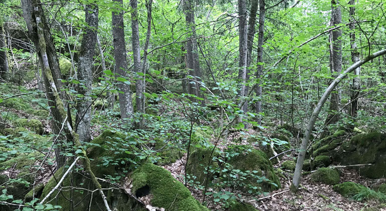 Lövskog med lind.