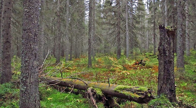 Liggande och stående döda träd är en vanlig syn i det lilla reservatet och bra för många arter.