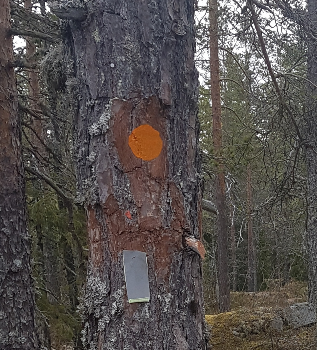 Mittnorden leden Vintertjärn-Runsvik