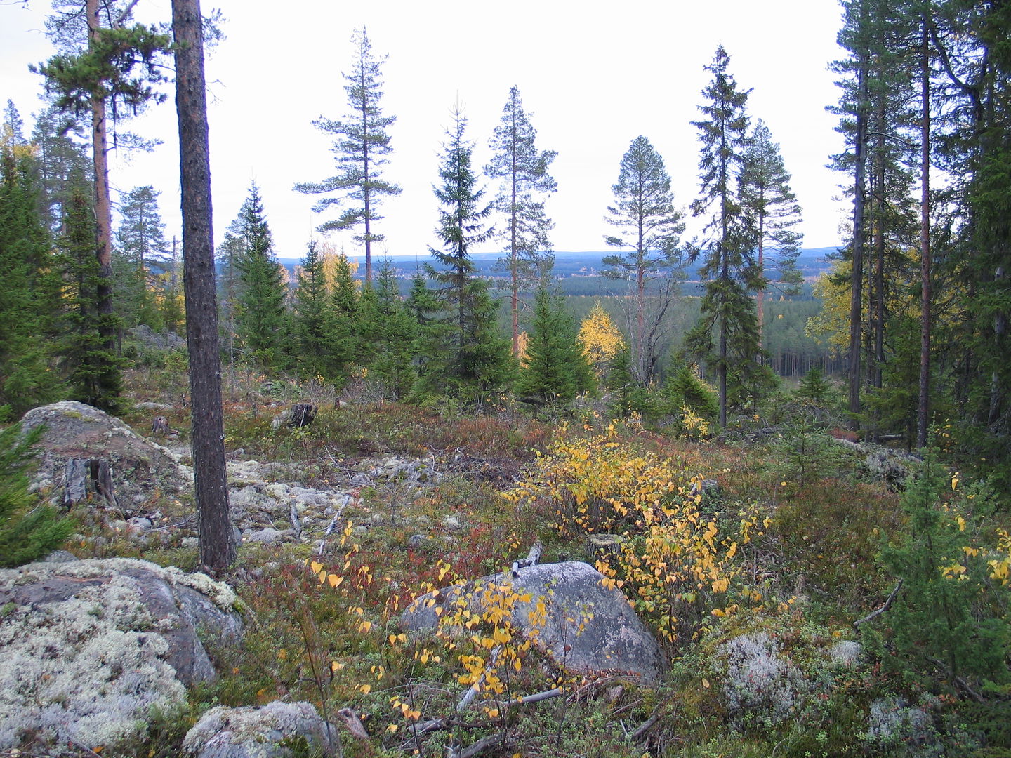 Skog på ett stenigt berg med utsikt.