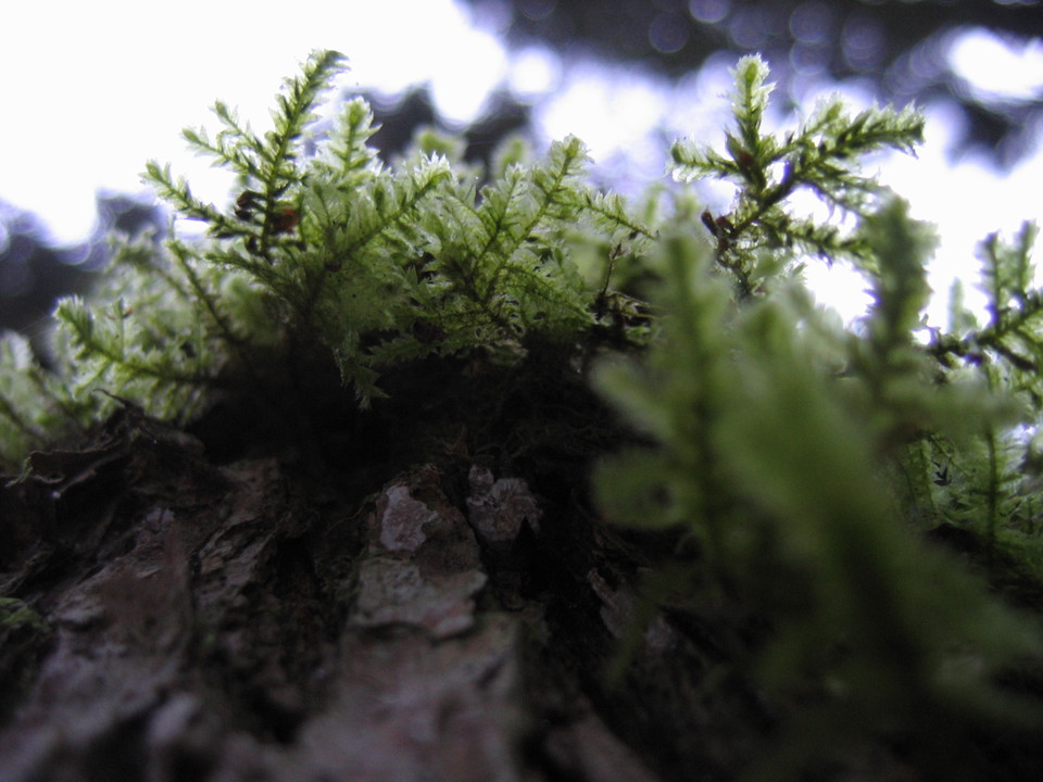 En spretig bladmossa på en trädstam. Bilden är tagen underifrån med himmel och trädtoppar i bakgrunden.