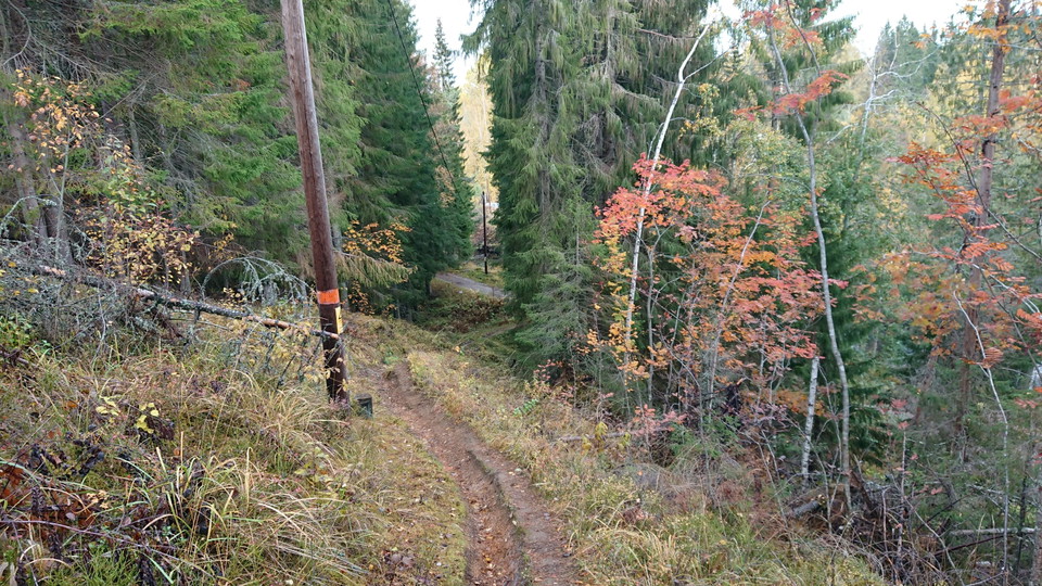 Jädraås. Foto: Maria Hammarström, 2021