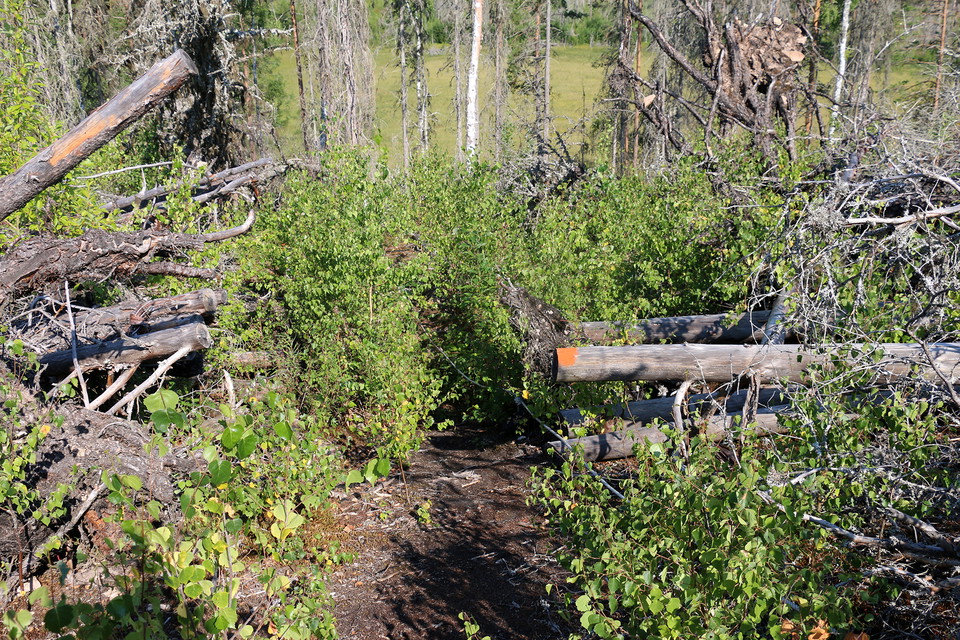 Rep i en brant. Orange punkt målad på en död liggande trädstam.