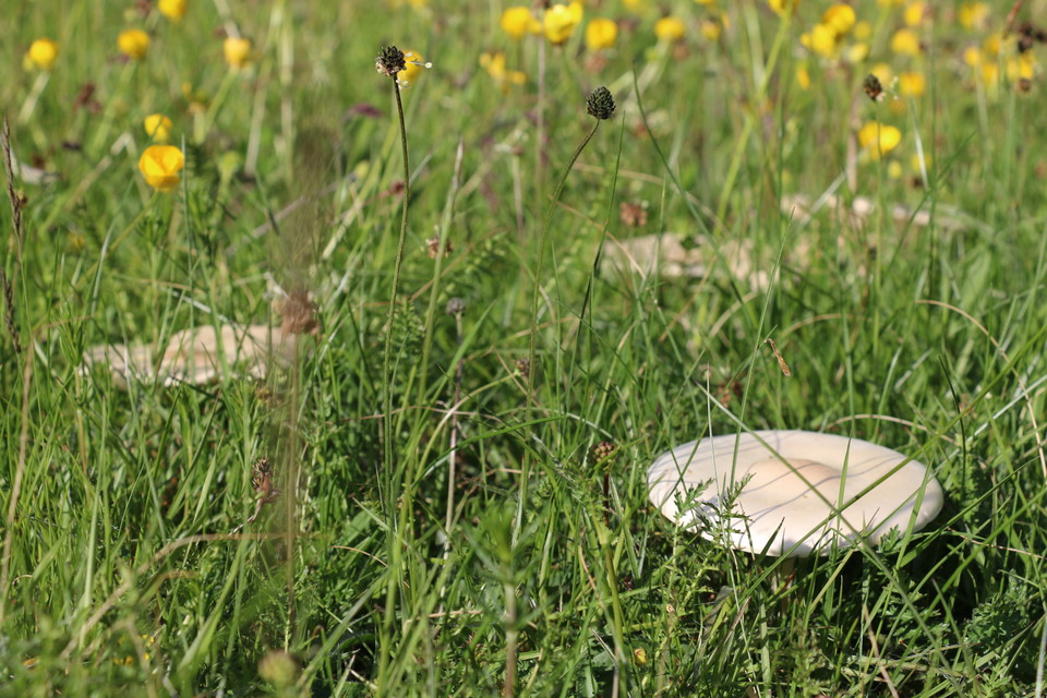 Svampar bland gräs.
