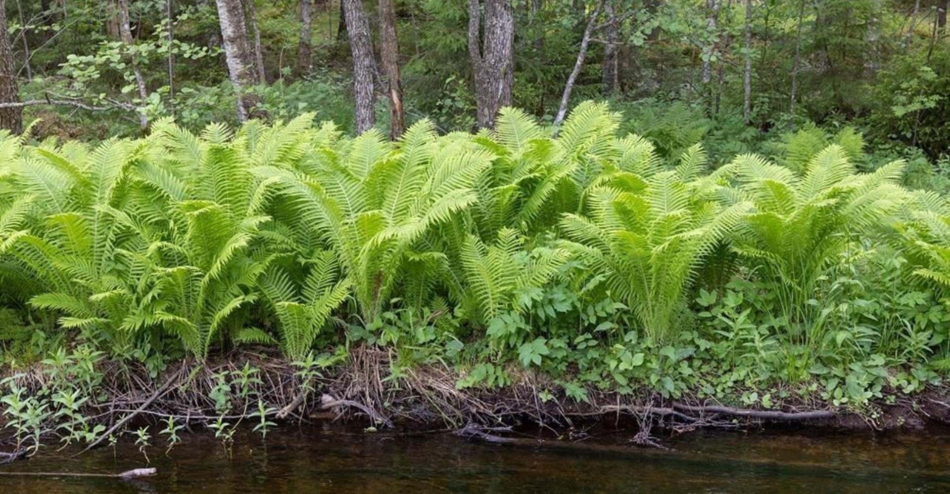 Strutbräken i närheten av Pinnarp. 
Etapp: Smedstorp-Pinnarp. 
Kinda. 