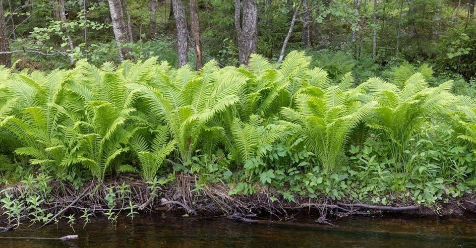 Strutbräken i närheten av Pinnarp. 
Etapp: Smedstorp-Pinnarp. 
Kinda. 