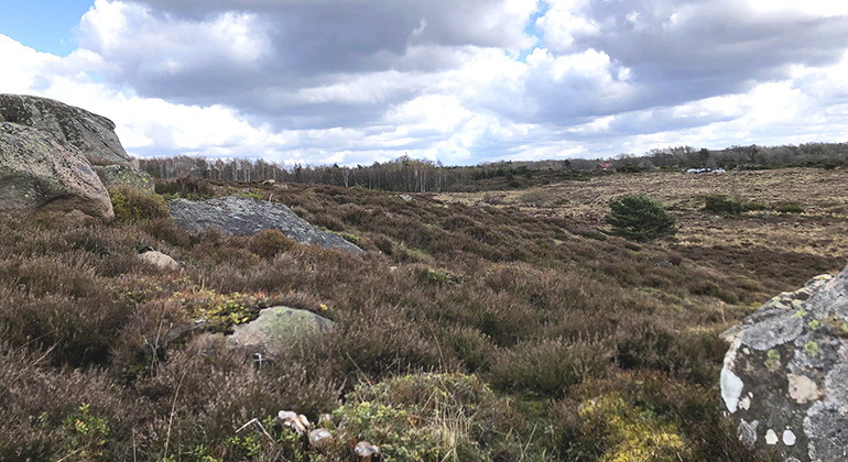 Flackebjär, Lya ljunghed.