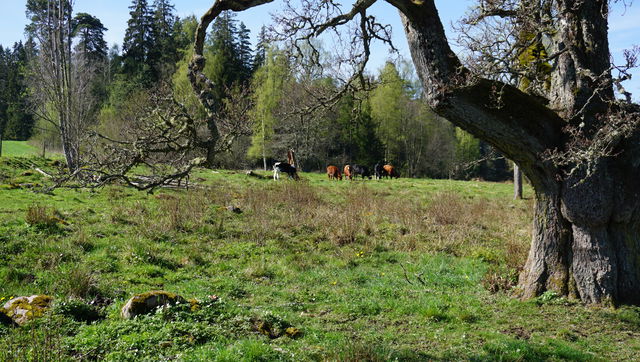 Ryforsleden
