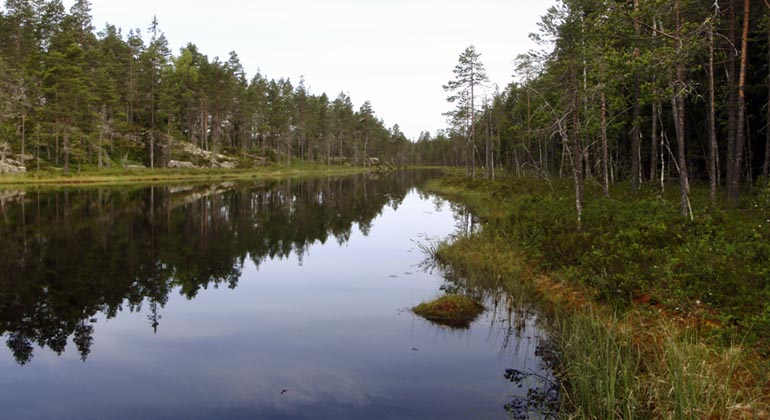Långa tjärnarna.