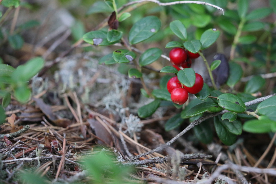 Närbild på röda lingon.