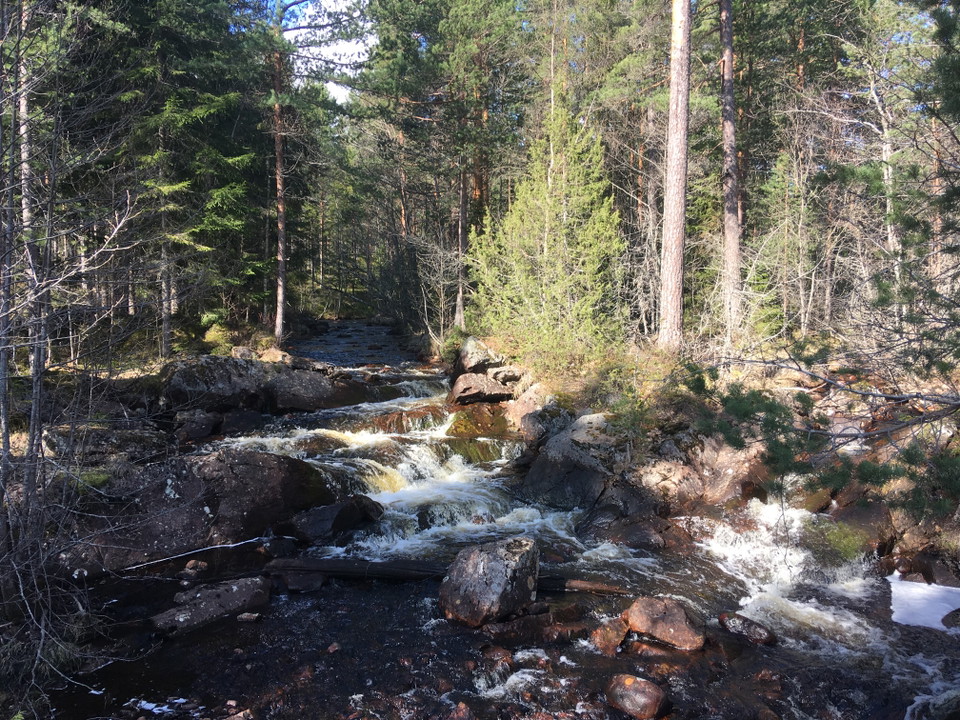 Ekorrån