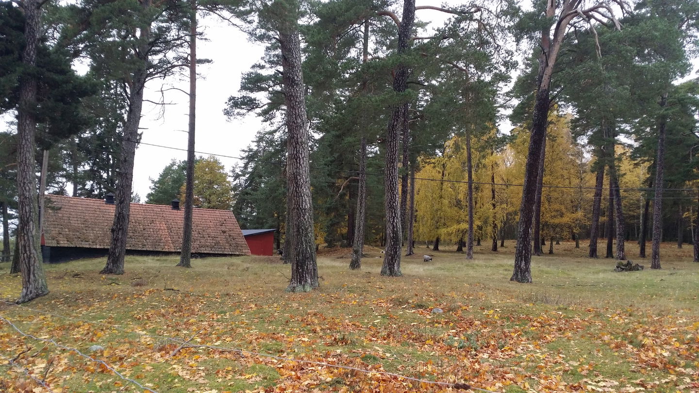 Gravfältet vid Stora Ekeby