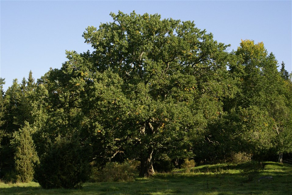 Närbild på ett stort träd på en äng. Bakom trädet är det gott om buskar och andra träd.