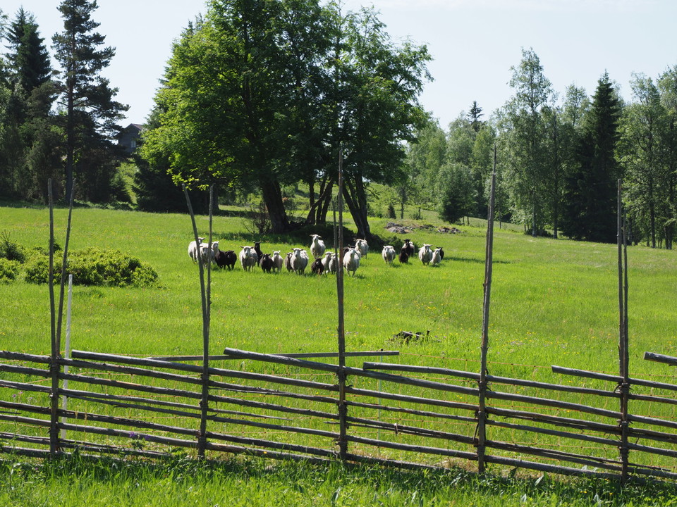 Sommar och får