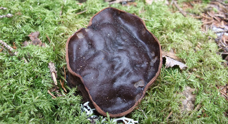 Erik-Olssveden, Naturreservat