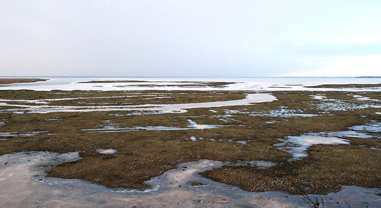 Strandängarna vid Saxåns utlopp.