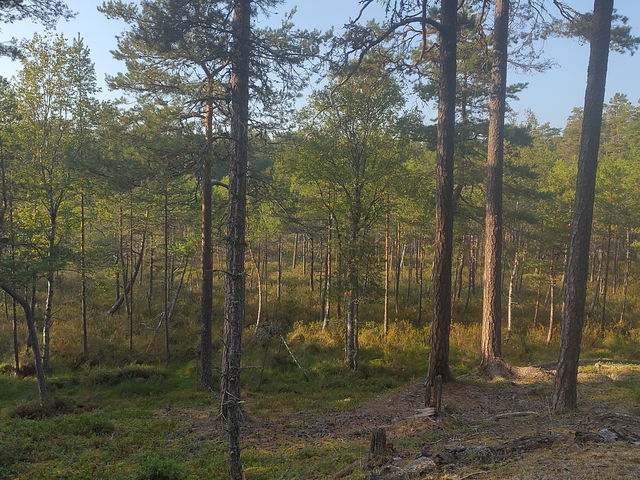 Långmossen, Naturreservat