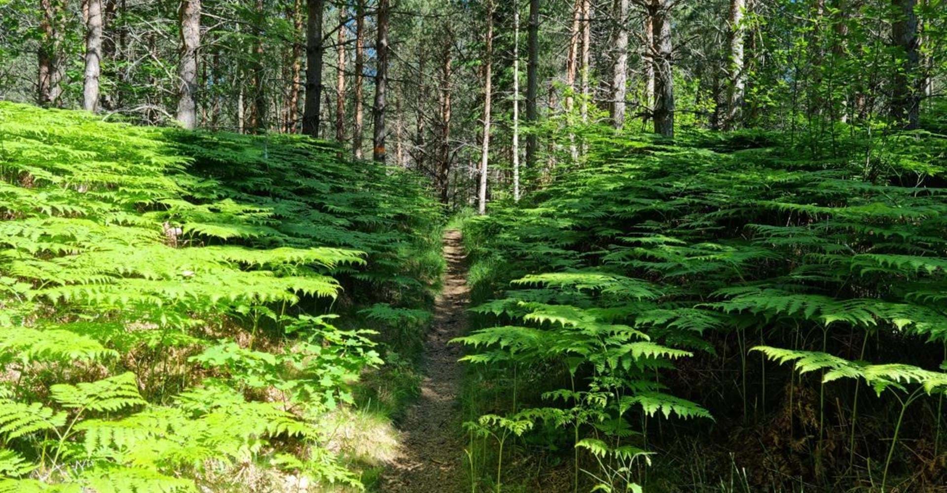 På några ställen växer ormbunkar tätt,
men det var lätt att vandra även där.
Etapp: Bleckenstad - Lundbyvallen
Mjölby