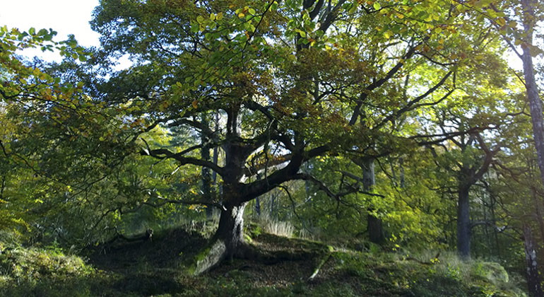 Ett träd med en stor trädkrona i reservatet