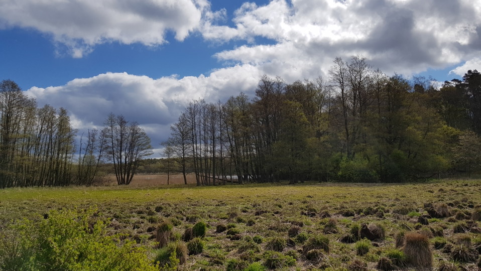 Strandäng väster om Gråviken. Foto Lidingö stad