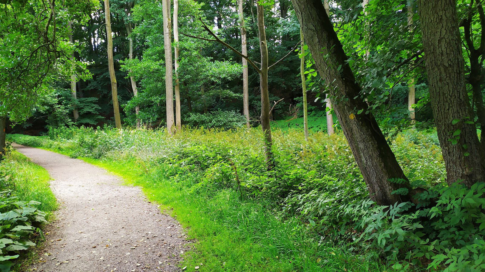 Gula leden Rövarekulan, Höör