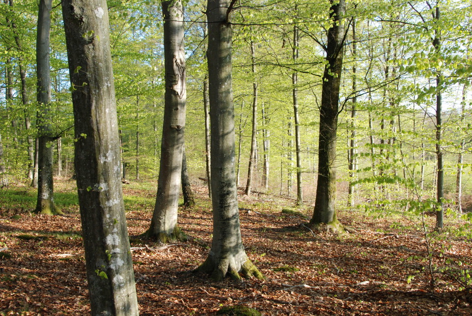 Bokskog