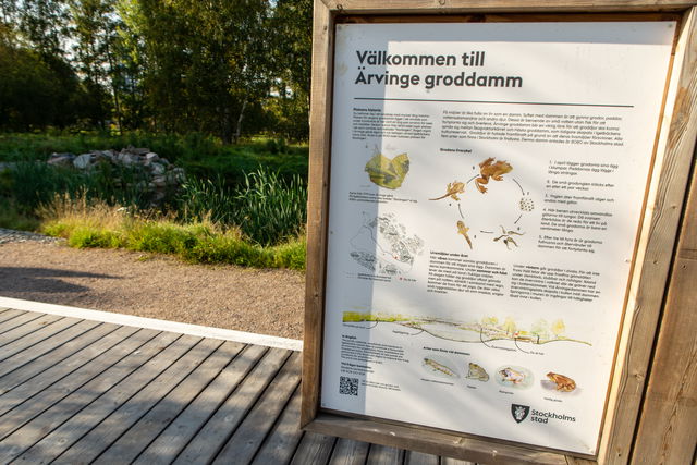 Ärvinge groddamm