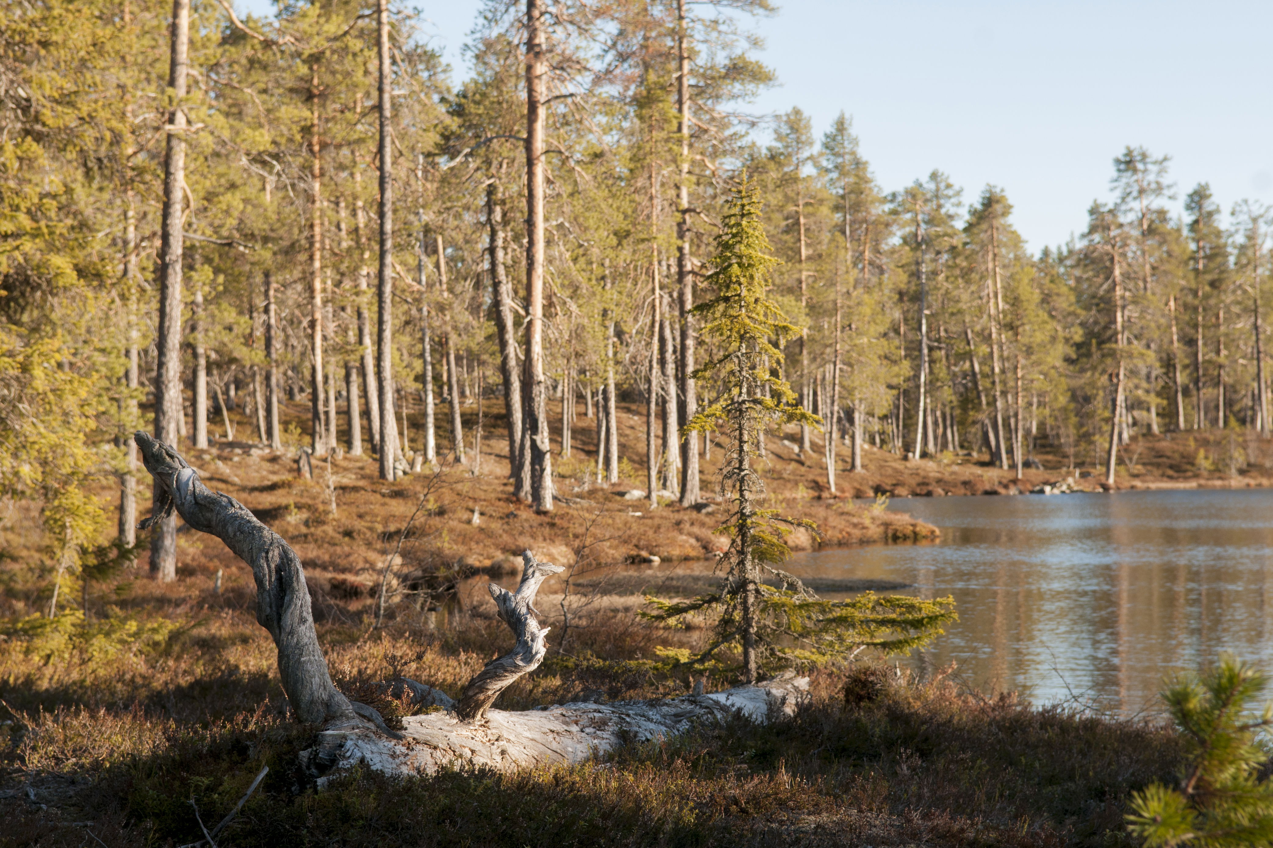 Liksgelisen