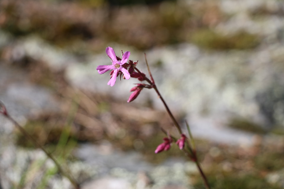 En lila blomma i närbild.