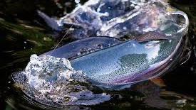 Svartedalens Sportfiske