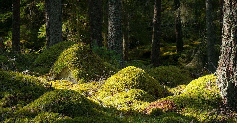 Boxholm
Boxholm-Trehörna
Göstrings urskog