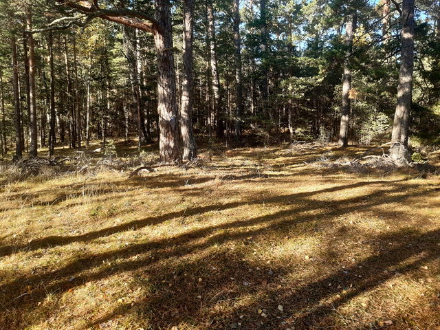 Tältplats, Huvudholmen nordost