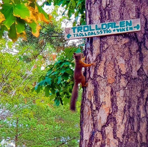 Eichhörnchen am Eingang zu Trolldalen