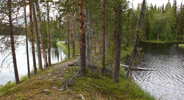 Trail to Smaltjärn lake, Reivo