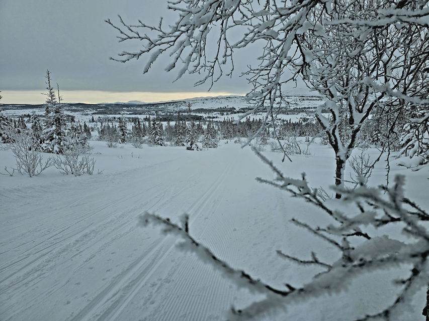 Vybild från längdspåret taget mellan grenar och visar ett fjäll i fjärran