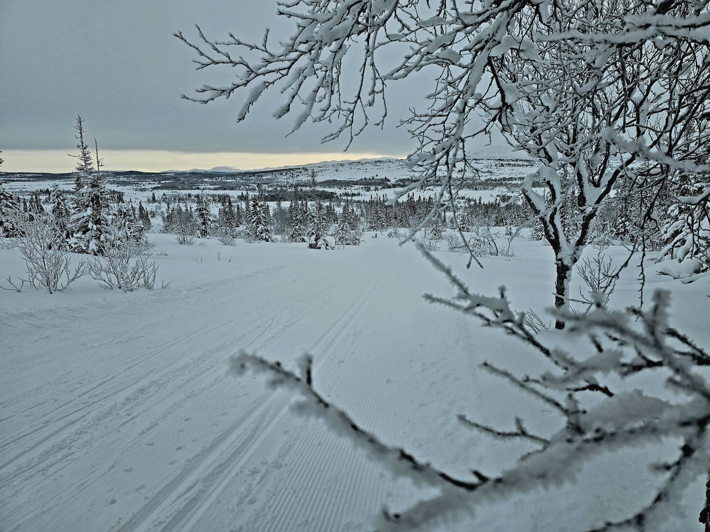 Vybild från längdspåret taget mellan grenar och visar ett fjäll i fjärran