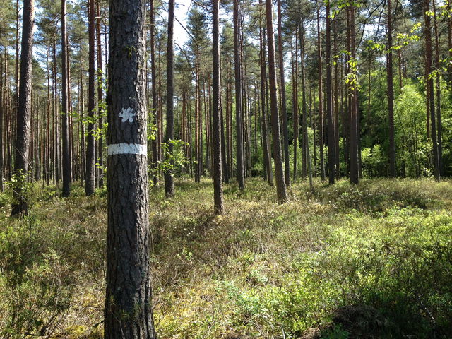 Flädemo naturreservat